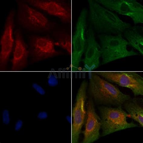 Nampt Antibody Affinity Biosciences Ltd亲科生物官网