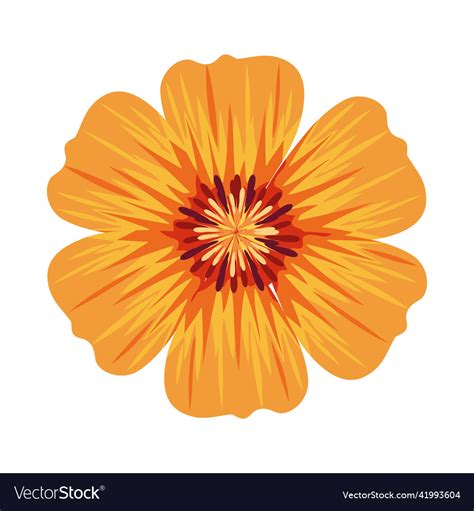 Orange flower decoration Royalty Free Vector Image