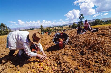 Programa De La Chacra A La Olla GenerÓ S 256 Millones A PequeÑos