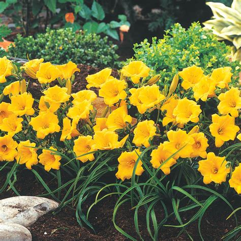 Stella De Oro Daylily Buy Sun Perennials From Gurneys