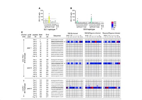 Identification Of Immunodominant Pp Derived T Cell Epitopes In B