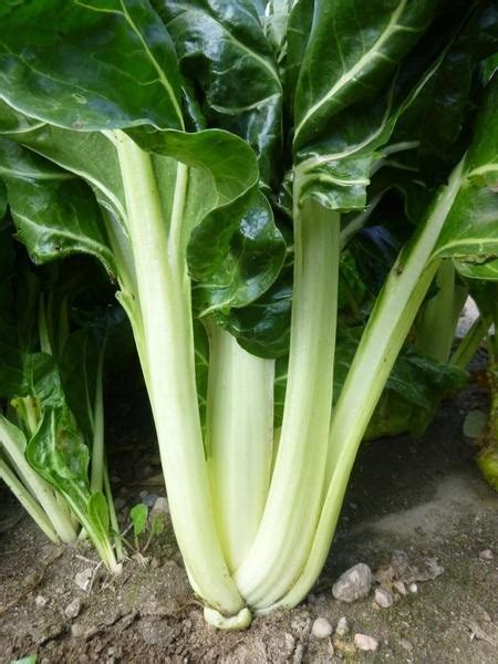 Beta Vulgaris Subsp Cicla White Silver S Klas Onava Lv