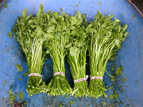 Hawaii Watercress