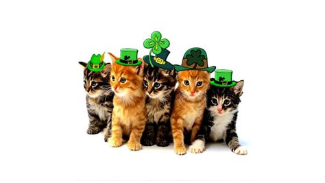 Free Irish Cat In A Row Wallpaper Download The Free Irish Cat In A