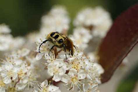 Eurasian Bee Beetle Insect Flower Free Photo On Pixabay