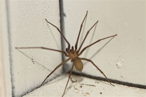 How To Humanely Get Rid Of Brown Recluse Spiders