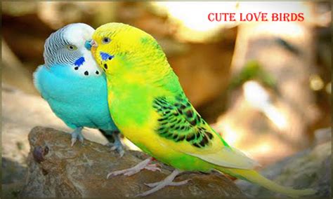 Home Pets Page: LoveBirds As a Home Pets Behaviour