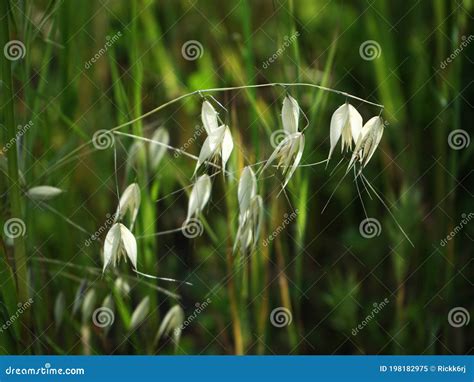 Wild Oats Plant Avena Fatua Known As The Common Wild Oat Grass In