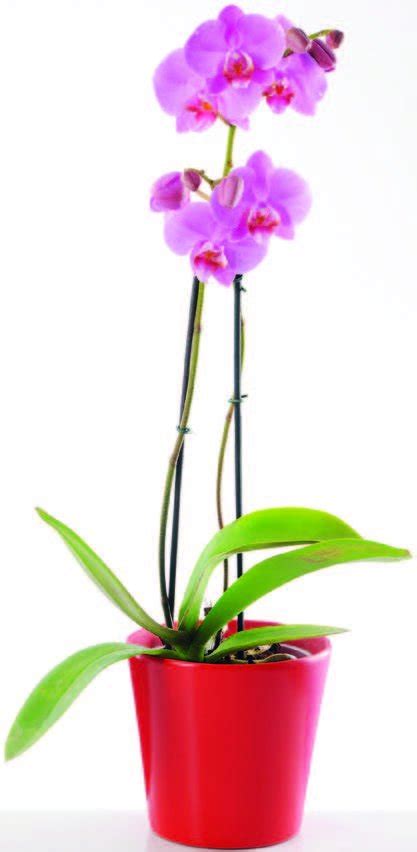 Orhideja Phalaenopsis Akcija Njuškalo katalozi