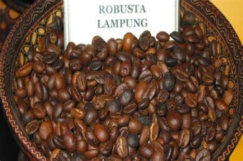 Kopi Robusta Lampung Menemukan Kelezatan Yang Kuat Dari Tanah Lampung