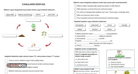 Bitkilerin Yaşam Döngüsü Canl Eduhol Etkinlik İndir Oyun Oyna