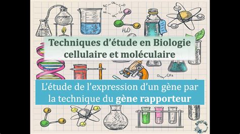 Fiches techniques l utilisation des gènes rapporteurs pour étudier l