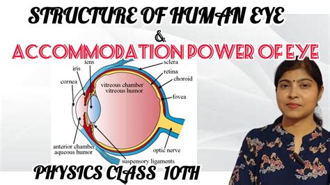 Structure And Function Of Human Eyeaccommodation Power Of Eyethe