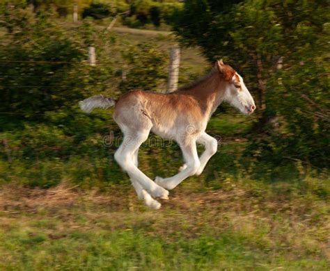 Newborn Foal Clydesdale Horse Stock Image Image Of Grass Summer