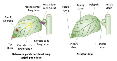 Cara Lengkap Mengobati Tanaman Terkena Defisiensi Nutrisi Dengan