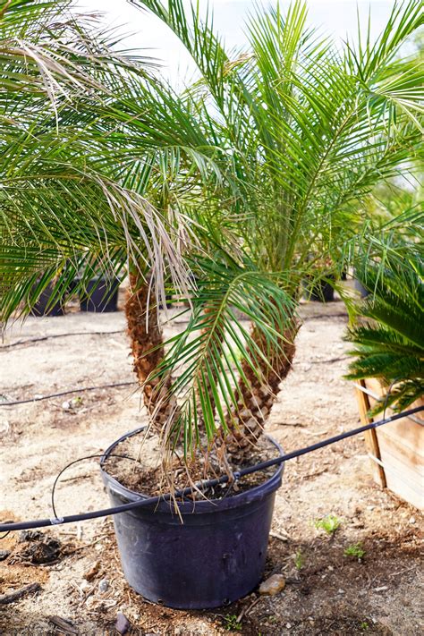 Phoenix Roebelenii (Dwarf Date Palm, Miniature Date Palm, Pygmy Date ...