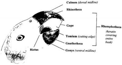 Avian Anatomy Diagrams | LafeberVet