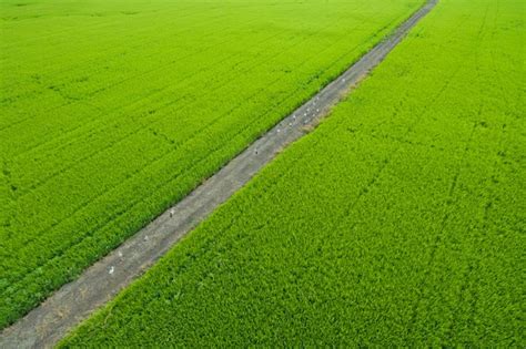 Premium Photo Aerial View From Flying Drone Of Field Rice With Landscape