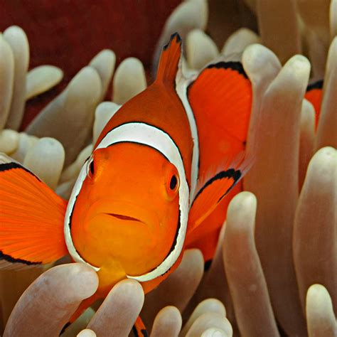 6 Facts About Clownfish Clownfish