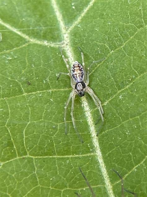 Entelegyne Spiders From Gulf Branch Nature Center Park Arlington Va