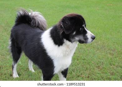 Black White Great Pyrenees Mix Breed Stock Photo 1189513231 | Shutterstock