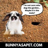 How Deep Do Rabbits Burrow 5 Surprising Answers 2023 BunnyAsAPet