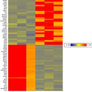 Heat Map Of Thirty Up And Thirty Down Regulated Genes In The Uterus Of