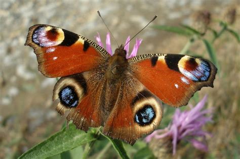 11 Butterfly Adaptations (Evolutionary Secrets!) – Fauna Facts