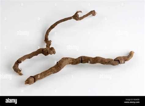 hemidesmus anantamula stock photo alamy