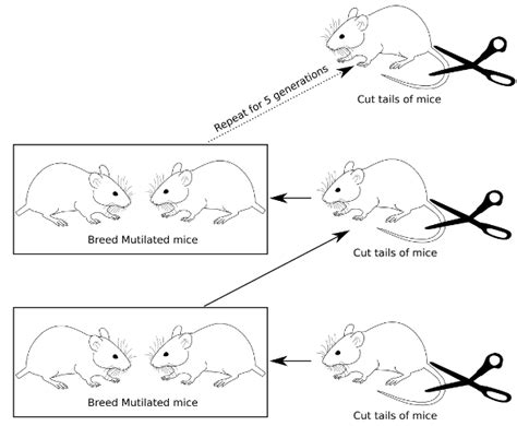 Lamarck’s Use And Disuse Biology 1101 Course Hub