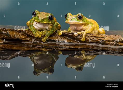 Peacock Tree Frog Stock Photo - Alamy