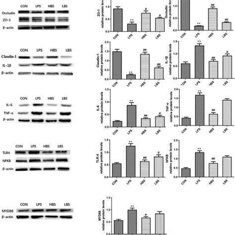 Effects Of LPS On The Expression Of Inflammation Related Proteins And