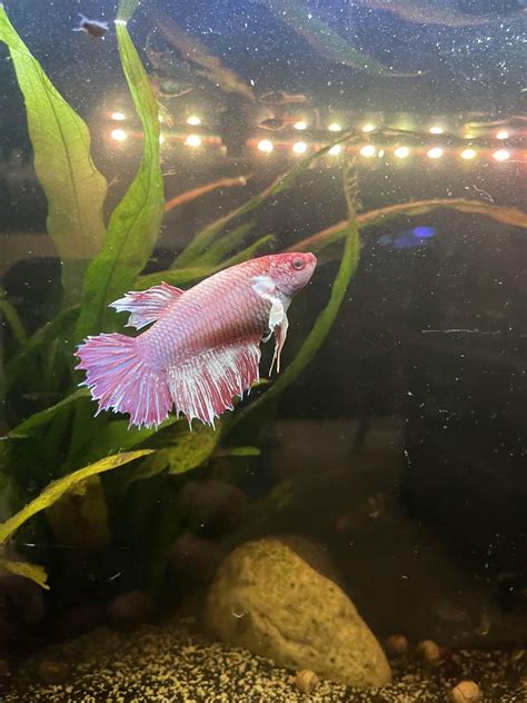 Can You Help Me Id The Sex Of This Betta Raquariums