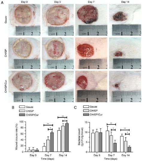 CH/GP/Cur accelerated infected wound healing and reduced topical ...