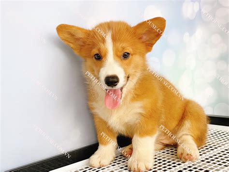 Chó Corgi trắng vàng mã CG001 tại cửa hàng PetHouse