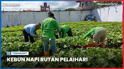 Petinggi Kanwil Kemenkum Ham Kalsel Bangga Lihat Hasil Kebun Napi Rutan