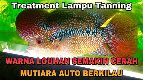 Treatment Mutiara Dan Warna Ikan Louhan Menggunakan Lampu Tanning