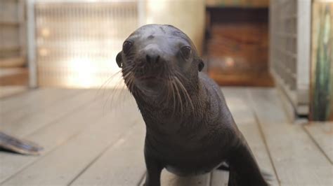 Sea lion pup makes her debut at Houston Zoo - ABC11 Raleigh-Durham