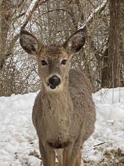 Gentle animals giving us hope | The Gazette