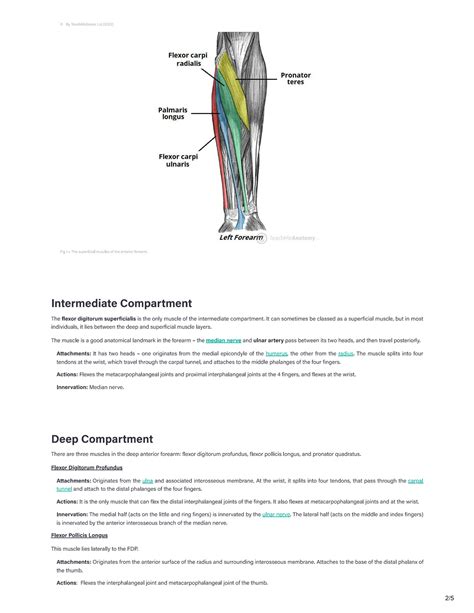 SOLUTION Anterior Compartment Of The Forearm Studypool