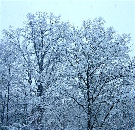 Snowy Trees Stanley Zimny Thank You For 66 Million Views Flickr