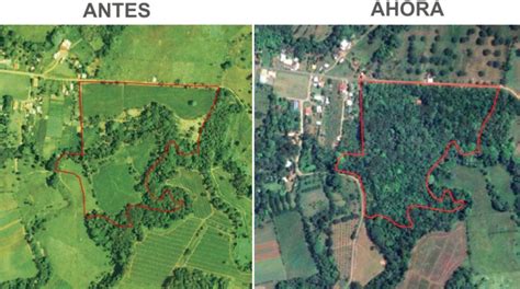 Bosque Del Volc N Arenal Es Restaurado Por Ingeniero Estadounidense