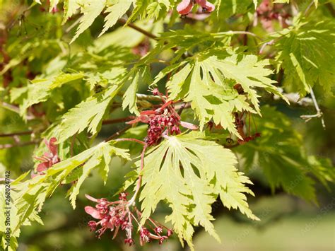 Acer Japonicum Aconitifolium Erable Du Japon Feuilles D Aconit