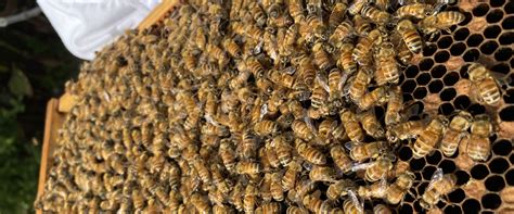 Explore the Exciting World of Beekeeping Tourism