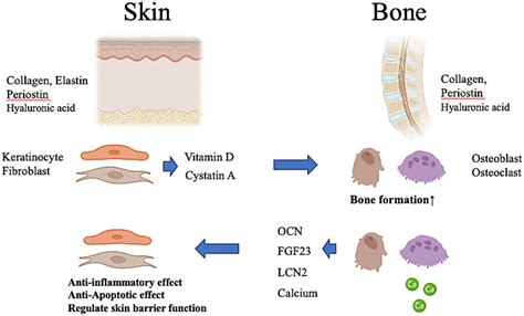 Frontiers A View On The Skinbone Axis Unraveling Similarities And