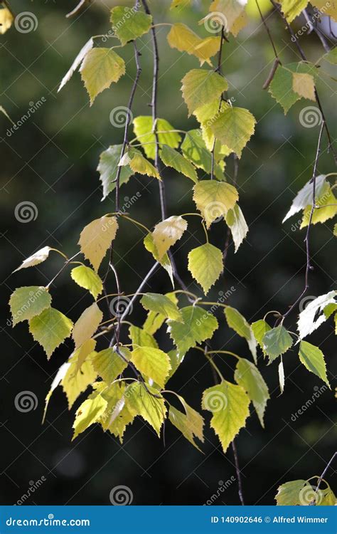 Alguns Galhos As Folhas Amarelas E Verdes De Um Vidoeiro Foto De