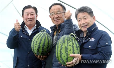 전국 생산량 1위 겨울수박 메카 함안군올해 작황 좋아 연합뉴스