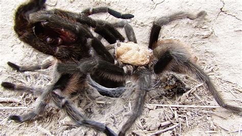 Tarantula Successful Mating Youtube