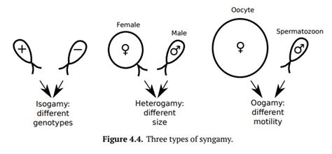 Syngamy and Meiosis