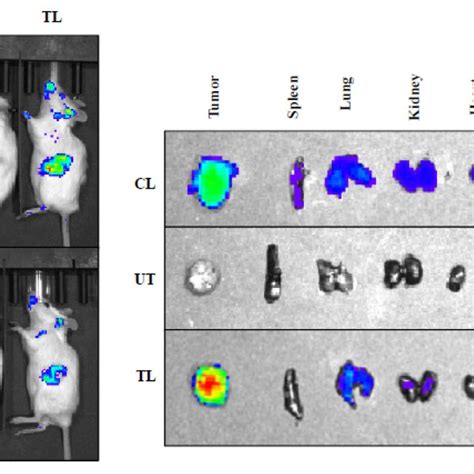 In Vivo Biodistribution Of IR 780 Dye Labeled Liposomes In Orthotopic